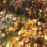 Wood By The River - For Nature Lovers Chalet Vytina