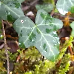 木屋 Wood By The River - For Nature Lovers *