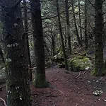 Wood By The River - For Nature Lovers