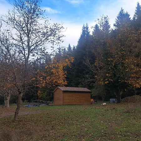 Wood By The River - For Nature Lovers * Vitina