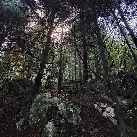 Wood By The River - For Nature Lovers