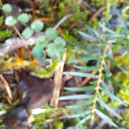 Chalet Wood By The River - For Nature Lovers Vitina