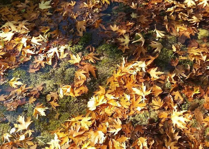 Wood By The River - For Nature Lovers Alpstuga Vytina