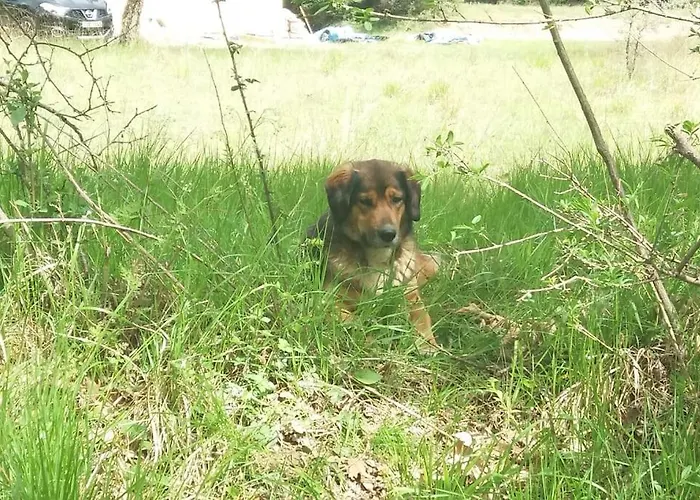 Wood By The River - For Nature Lovers Vytina