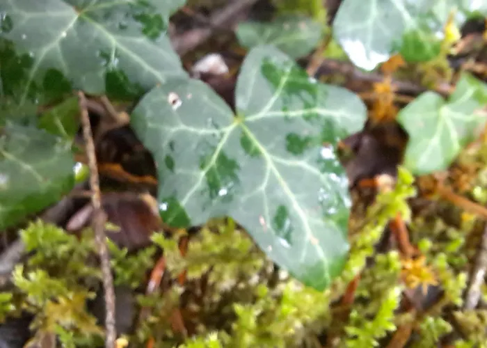 Alpstuga Wood By The River - For Nature Lovers *